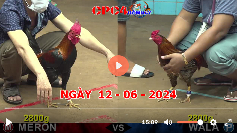 Đá gà CPC4 ngày 12-06-2024