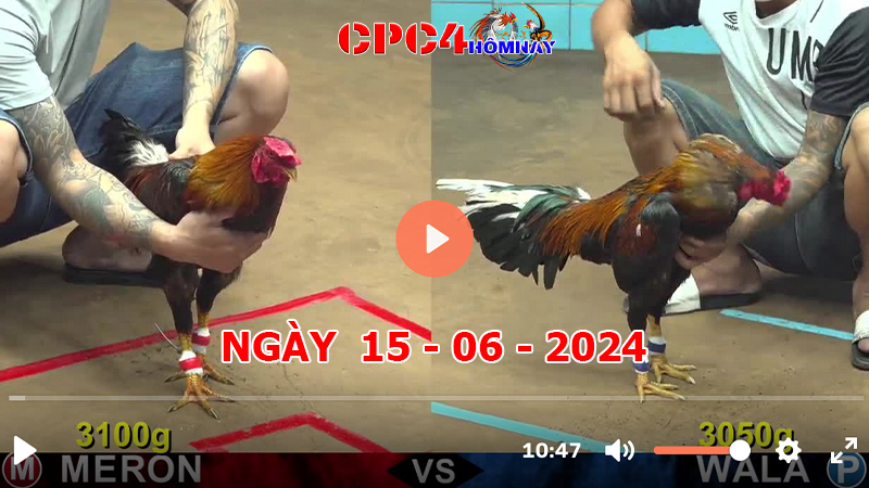 Đá gà CPC4 ngày 15-06-2024