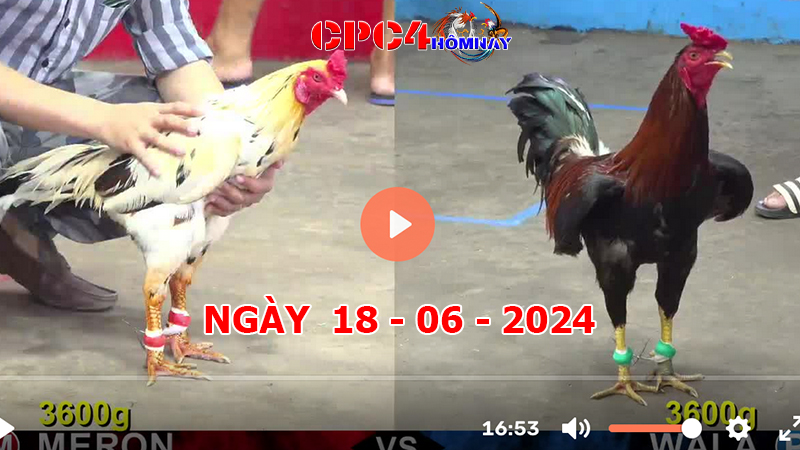 Đá gà CPC4 ngày 18-06-2024