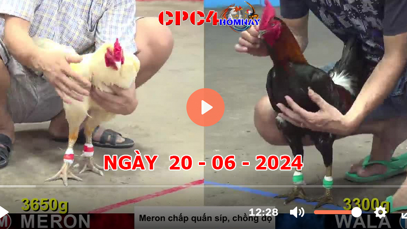 Đá gà CPC4 ngày 20-06-2024