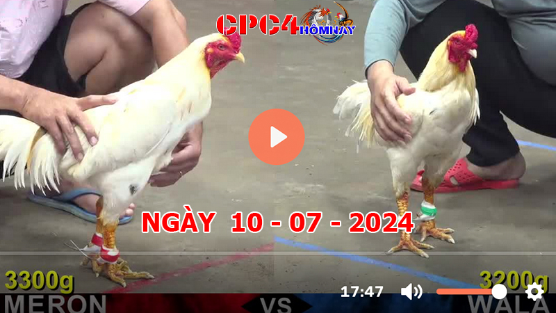 Đá gà CPC4 ngày 10-7-2024