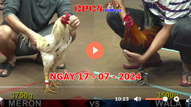 Đá gà CPC4 ngày 17-7-2024