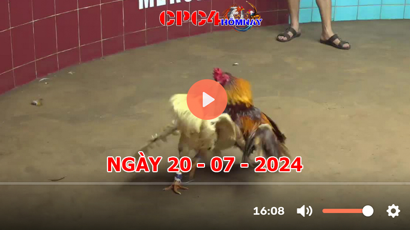 Đá gà CPC4 ngày 20-7-2024