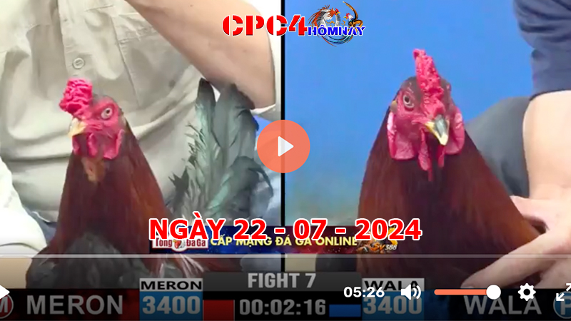 Đá gà CPC4 ngày 22-7-2024