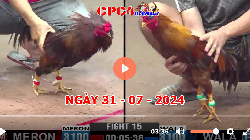 Đá gà CPC4 ngày 31-7-2024