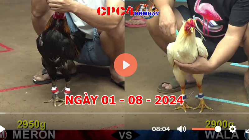 Đá gà CPC4 ngày 01-8-2024