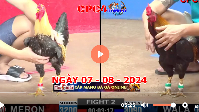 Đá gà CPC4 ngày 07-8-2024