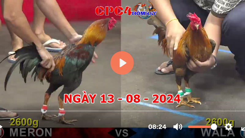 Đá gà CPC4 ngày 13-8-2024