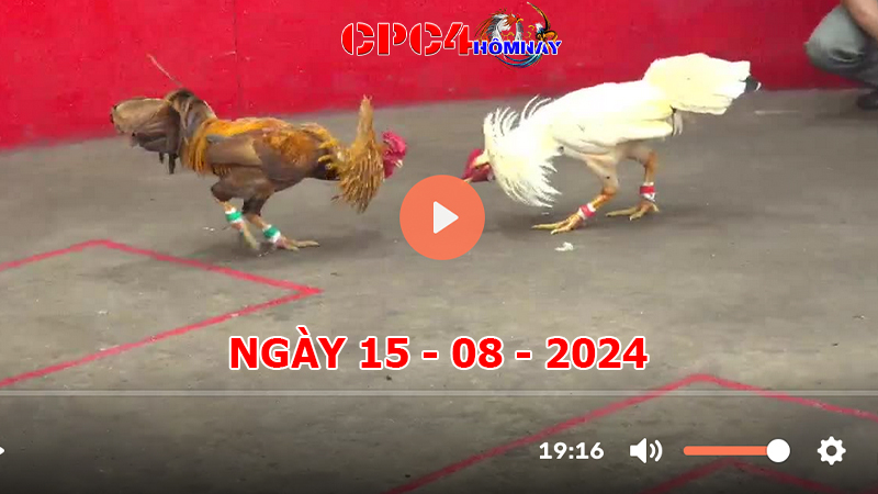 Đá gà CPC4 ngày 15-8-2024