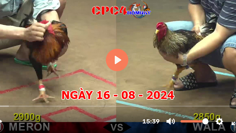 Đá gà CPC4 ngày 16-8-2024