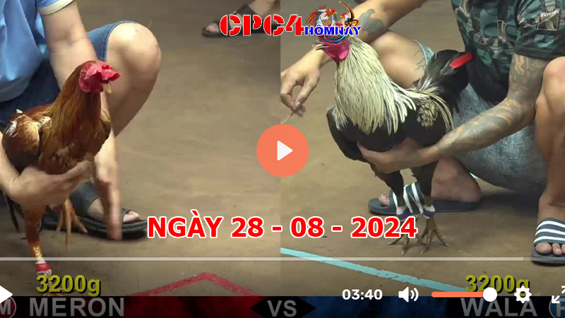 Đá gà CPC4 ngày 28-8-2024