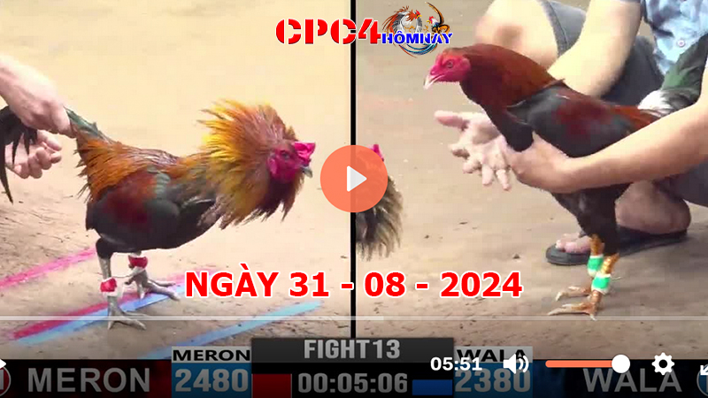 Đá gà CPC4 ngày 31-8-2024