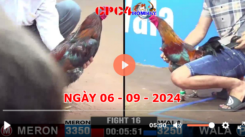 Đá gà CPC4 ngày 06-9-2024