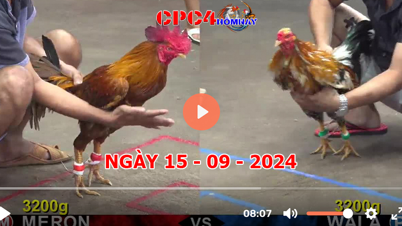 Đá gà CPC4 ngày 15-9-2024