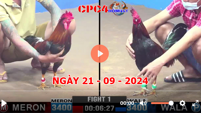 Đá gà CPC4 ngày 21-9-2024