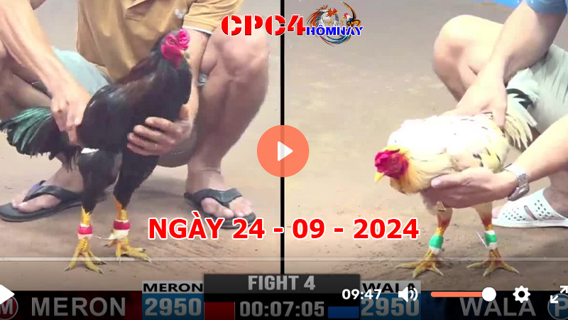 Đá gà CPC4 ngày 24-9-2024