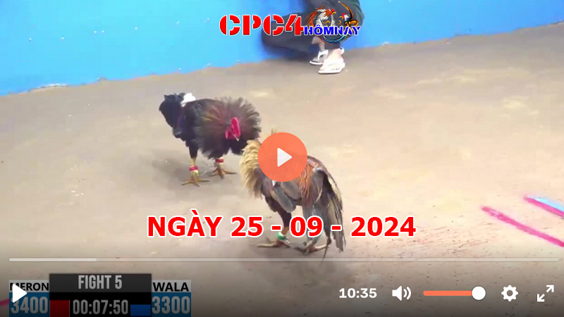 Đá gà CPC4 ngày 25-9-2024