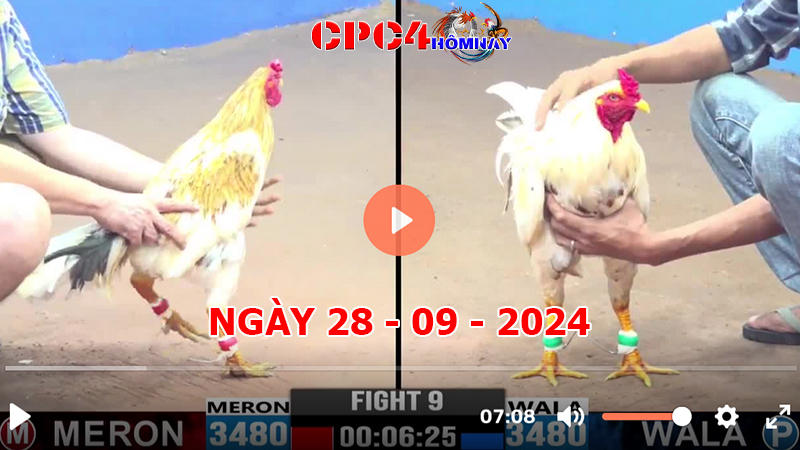 Đá gà CPC4 ngày 28-9-2024