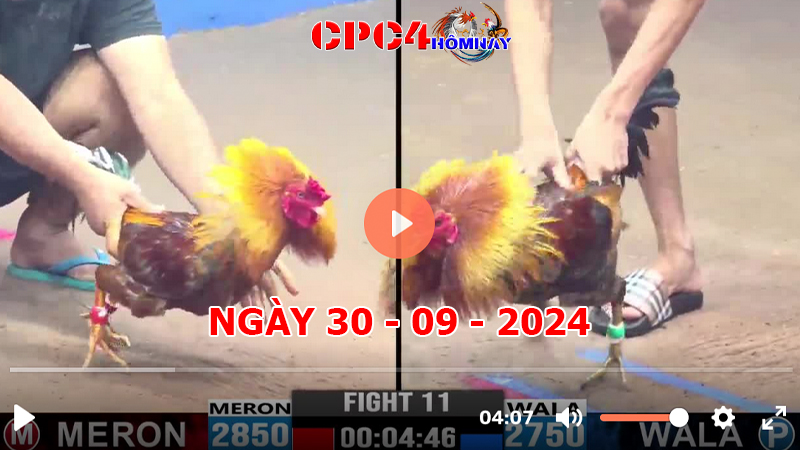 Đá gà CPC4 ngày 30-9-2024